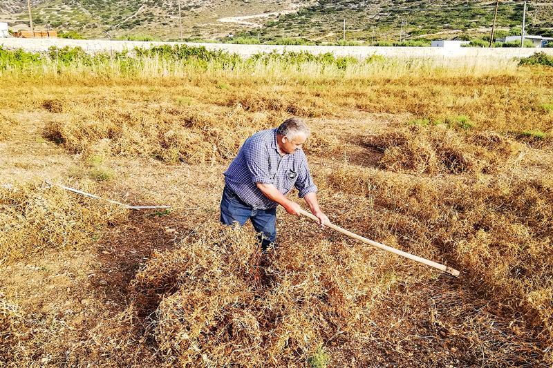 Man in field