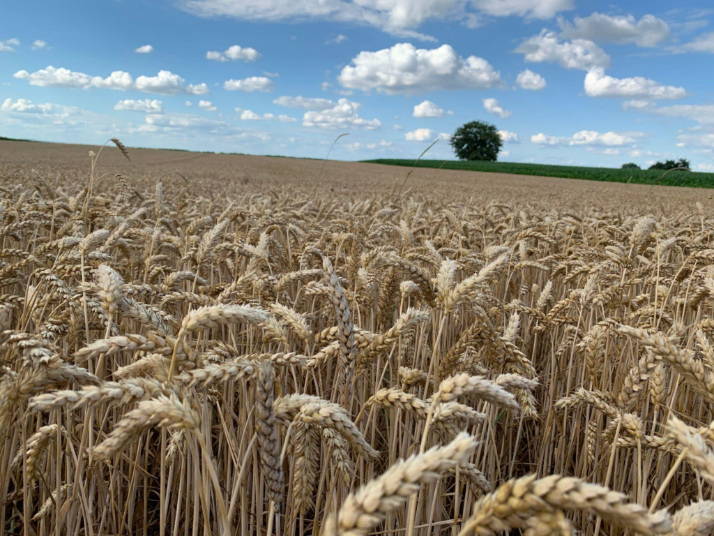 Golden wheat field
