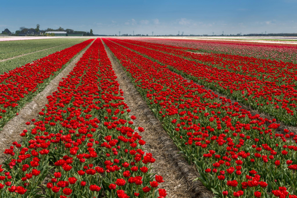 tulip fields in the North Netherlands