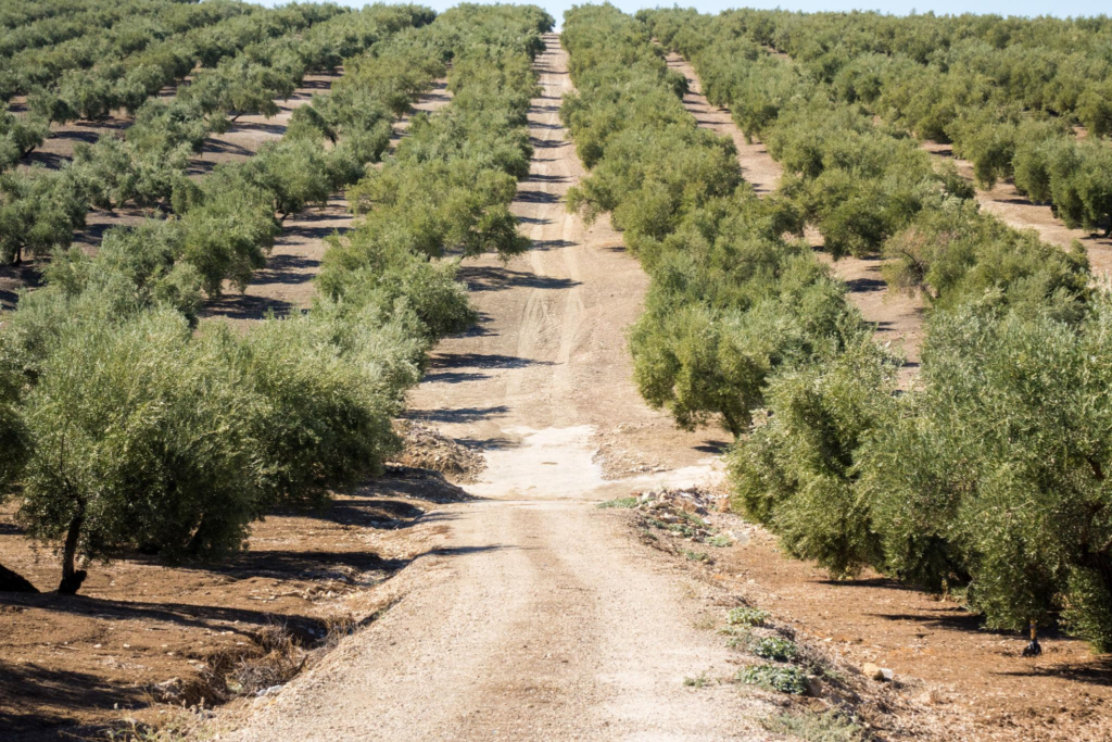 Olive trees reaching to horizon in Andalucia