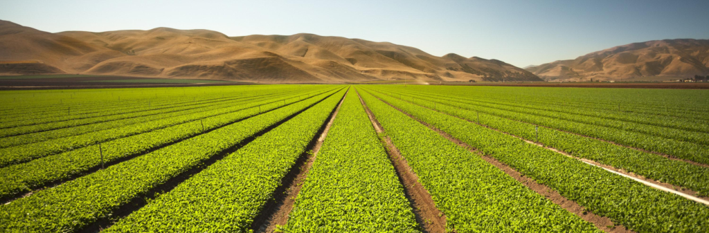 Landscape in San Francisco