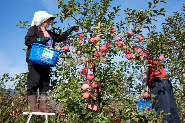 Fruit plucking