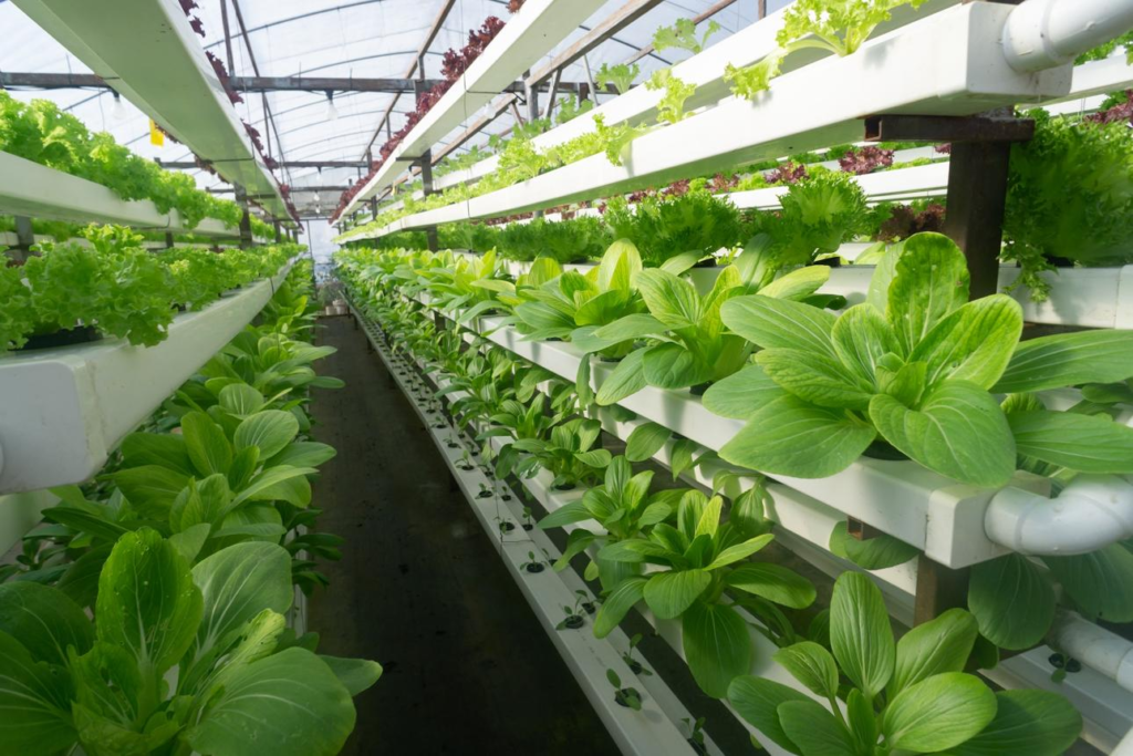Qatar University develop vertical farming tech
