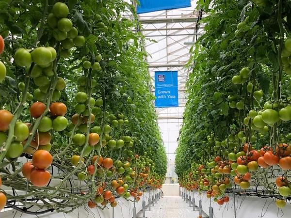 Find the solution for local climate condition in Qatar
