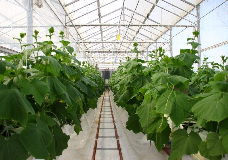 Sahara Forest Project Growing Food in Qatar
