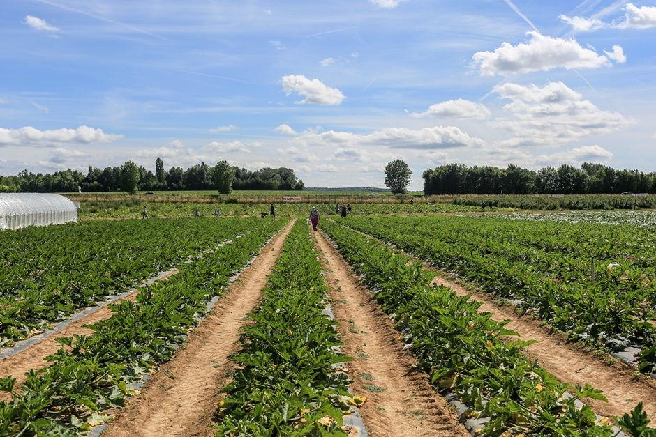 Farmland Landscape