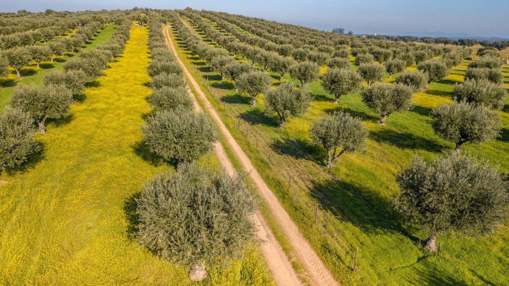 Farmland in Rome