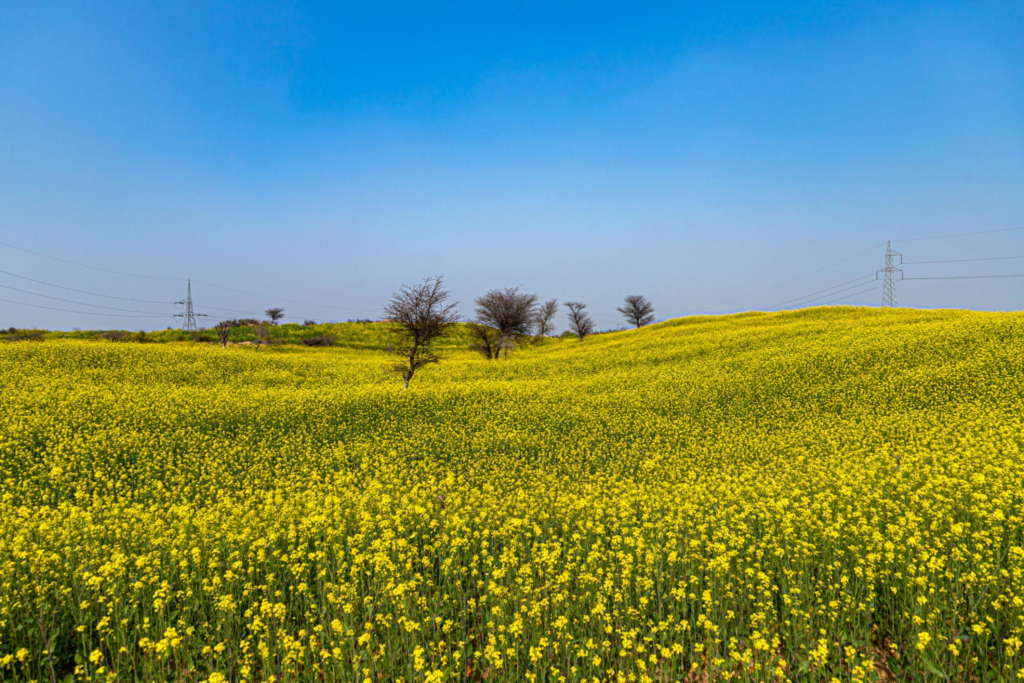 A background color of a mustard field
