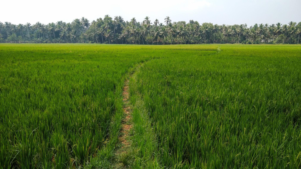 rice cultivation field