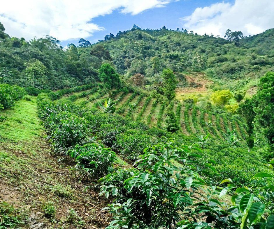 Peru Grade 1 Cajarmarca 