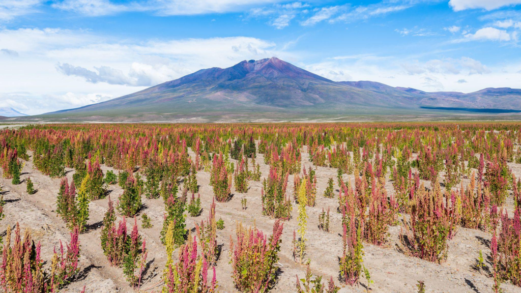 Quinoa field in the bolivian altiplano