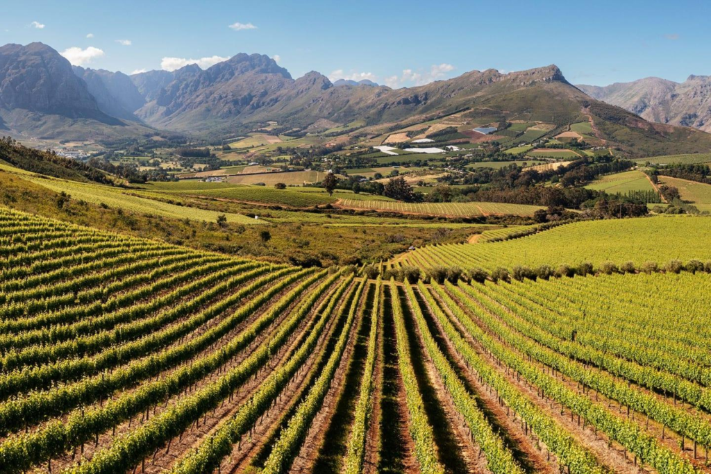 Stellenbosch Wine Regions