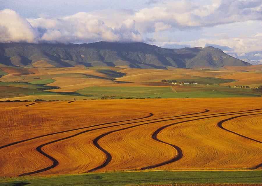 Swartland Western Cape