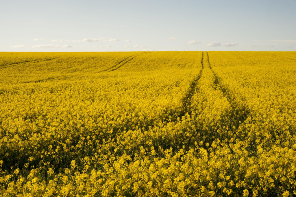 Rape Field