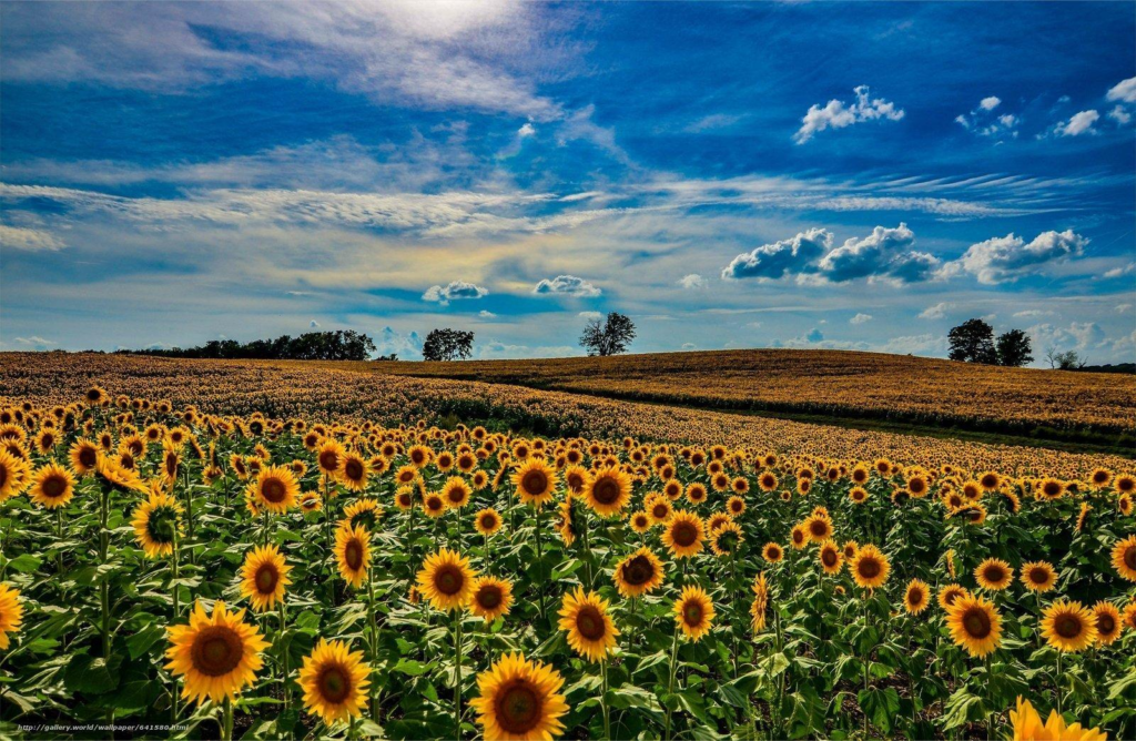 Landscape picture