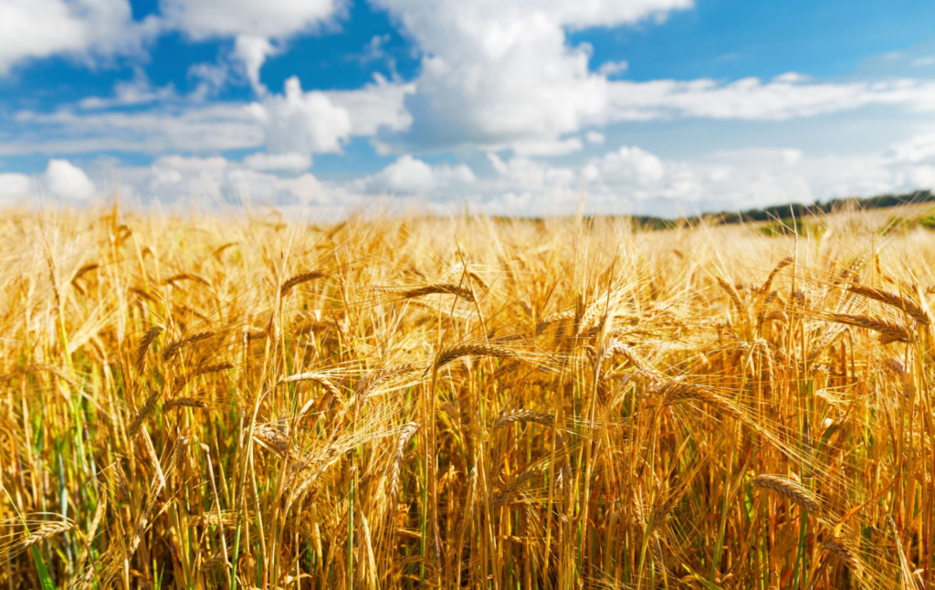 Field of Barley