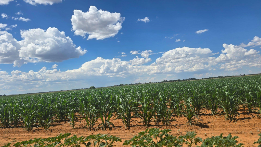 Maize Farm