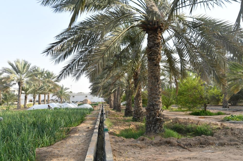 Landscape in Dubai