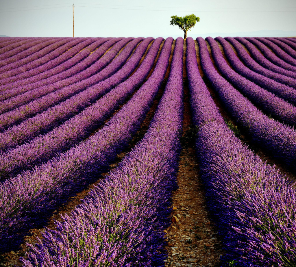 Lavender