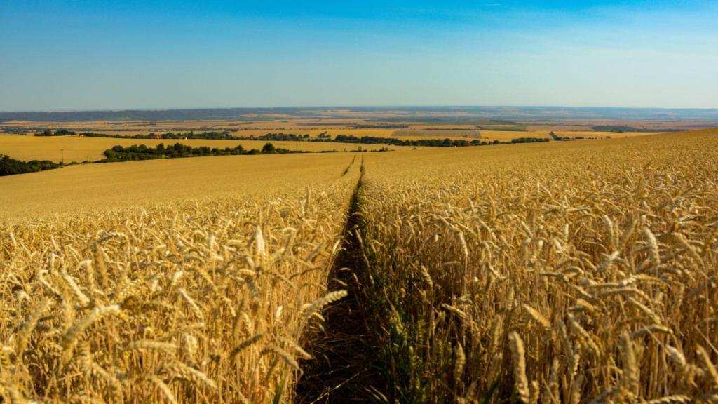 A Large Grain Field