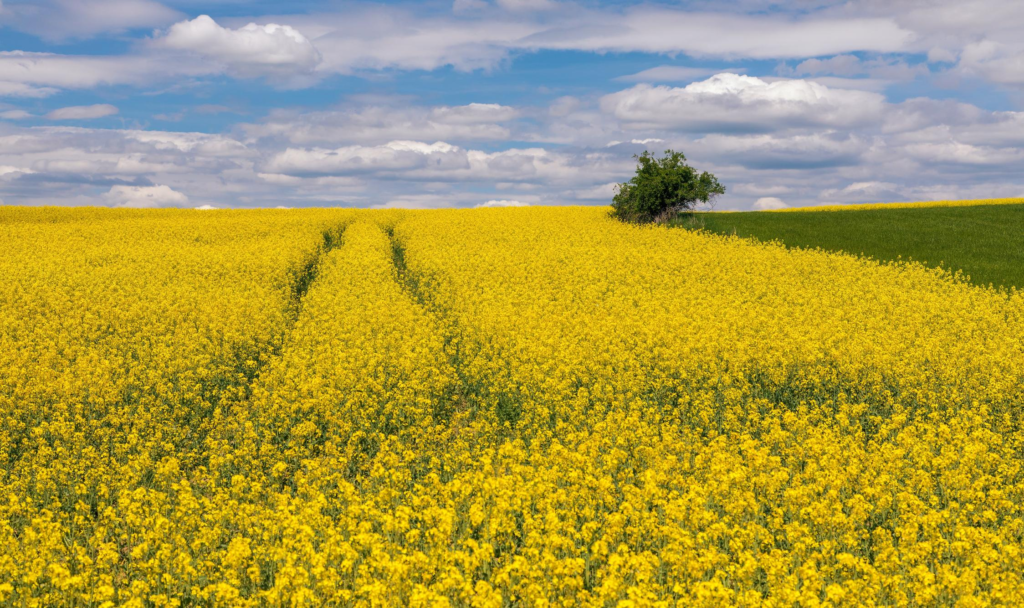 Rapeseed field