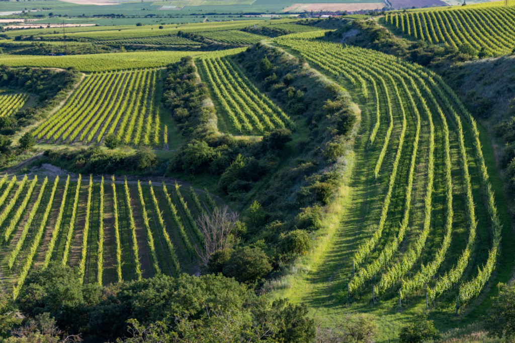 Vineyards near Nove Mlyny reservoir with Palava, Southern Moravia, Czech Republic