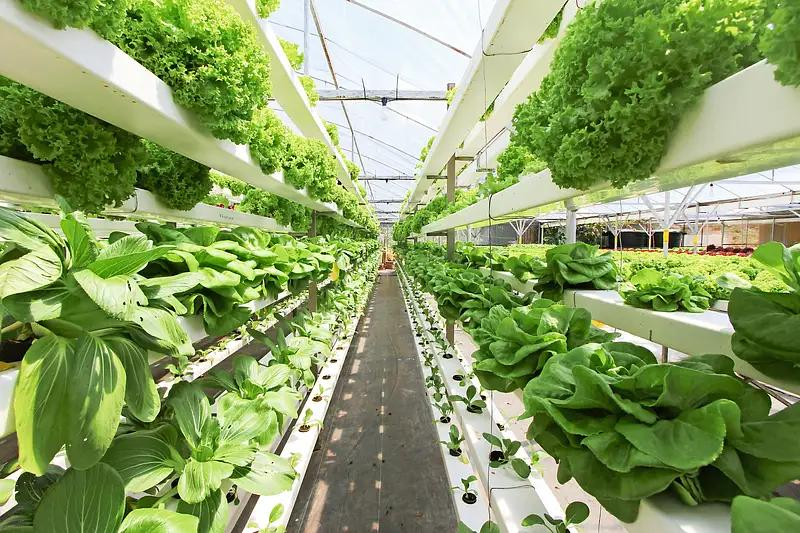 UAE turns dessert into high tech farms to secure food supply