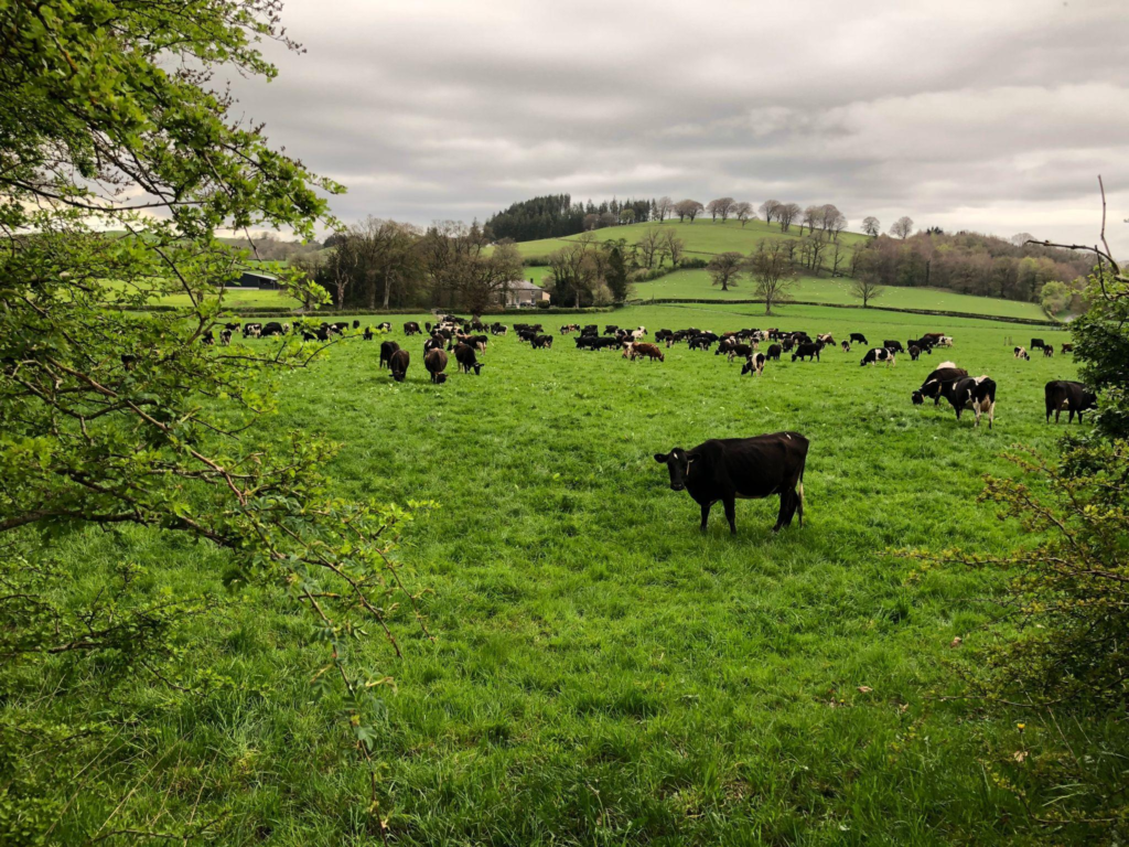 Welsh cows grazing