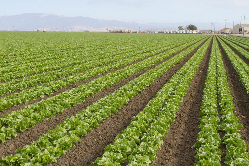USA, California, Lettuce Fields near Salina
