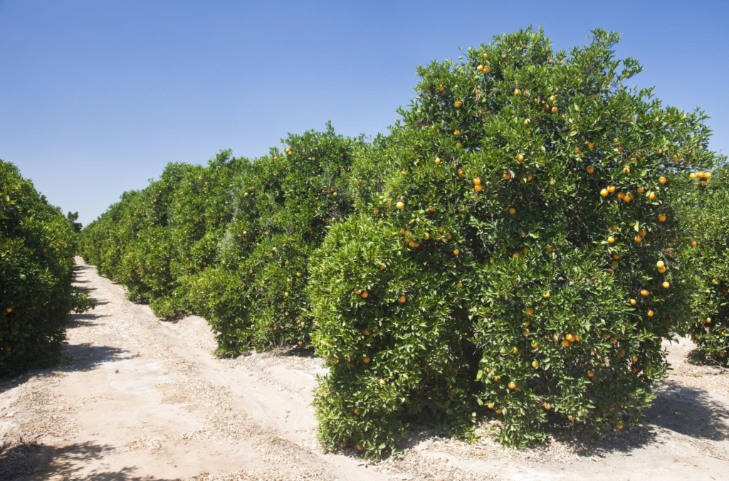 Orange groves Fresno County, Central California, Sierra Nevada, California, United States of America