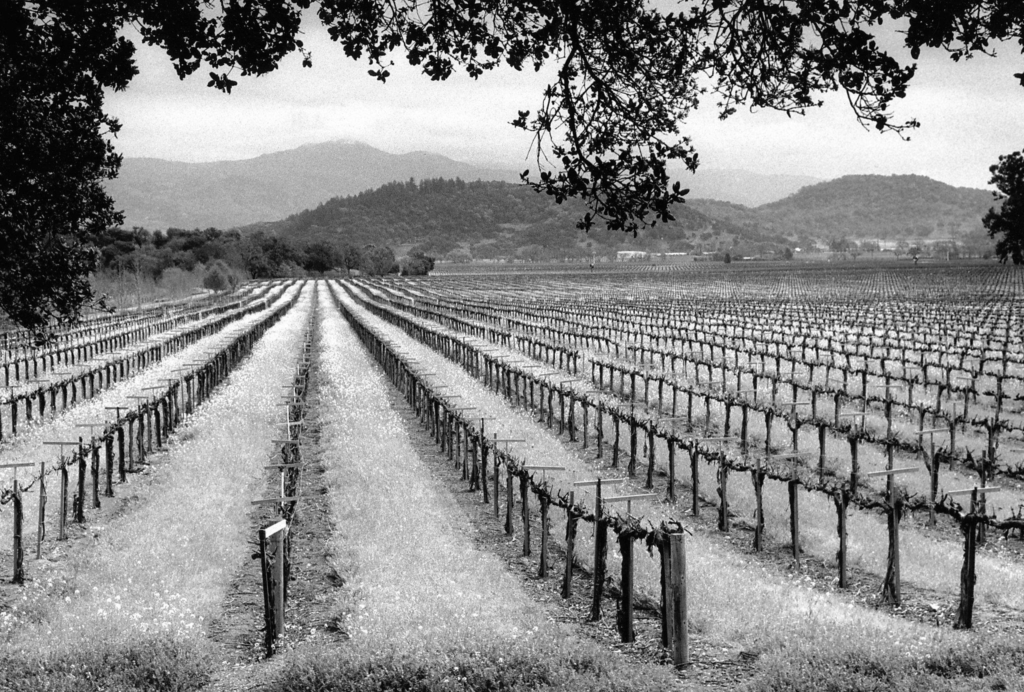 Battle for Napa Valley’s future: Proposed curb on vineyards divides county