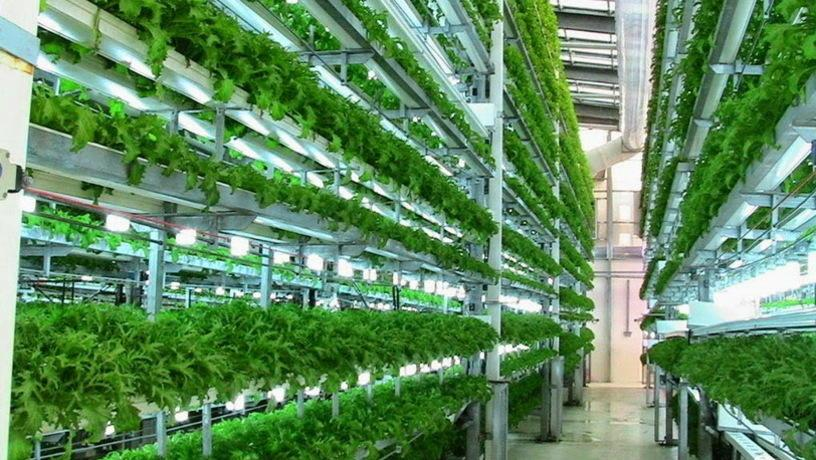 Food production in Dubai