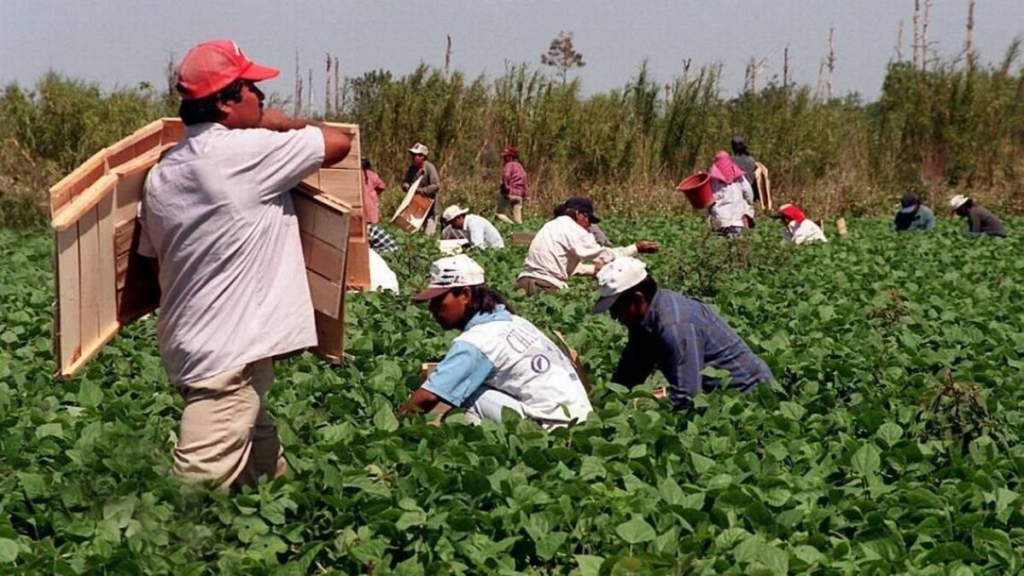 Florida immigration law may spark South Florida migrant worker exodus