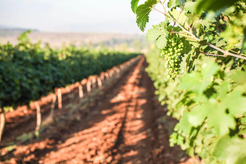 Winemaking Tradition in Israel Runs Deep | Wine Enthusiast