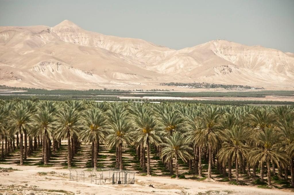The Blogs: Ronald Lauder and the Shouneh Airport | Fadi A. Haddadin | The Times of Israel