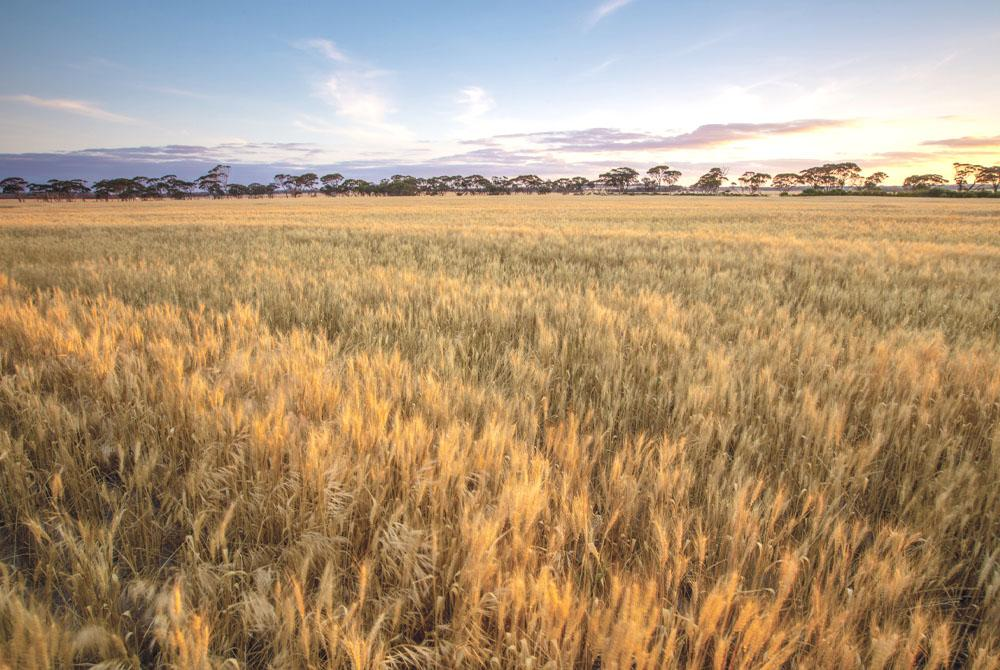 Field of Barley