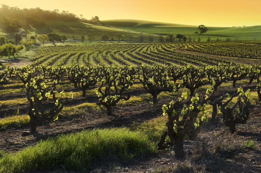 Sunset Vineyard