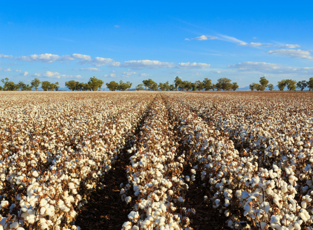 Cotton Crop