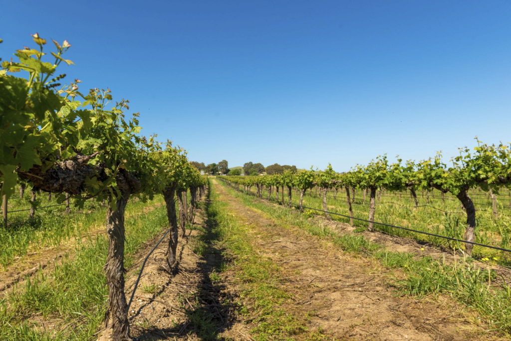 Vineyards Barossa Valley, Adelaide - Australia