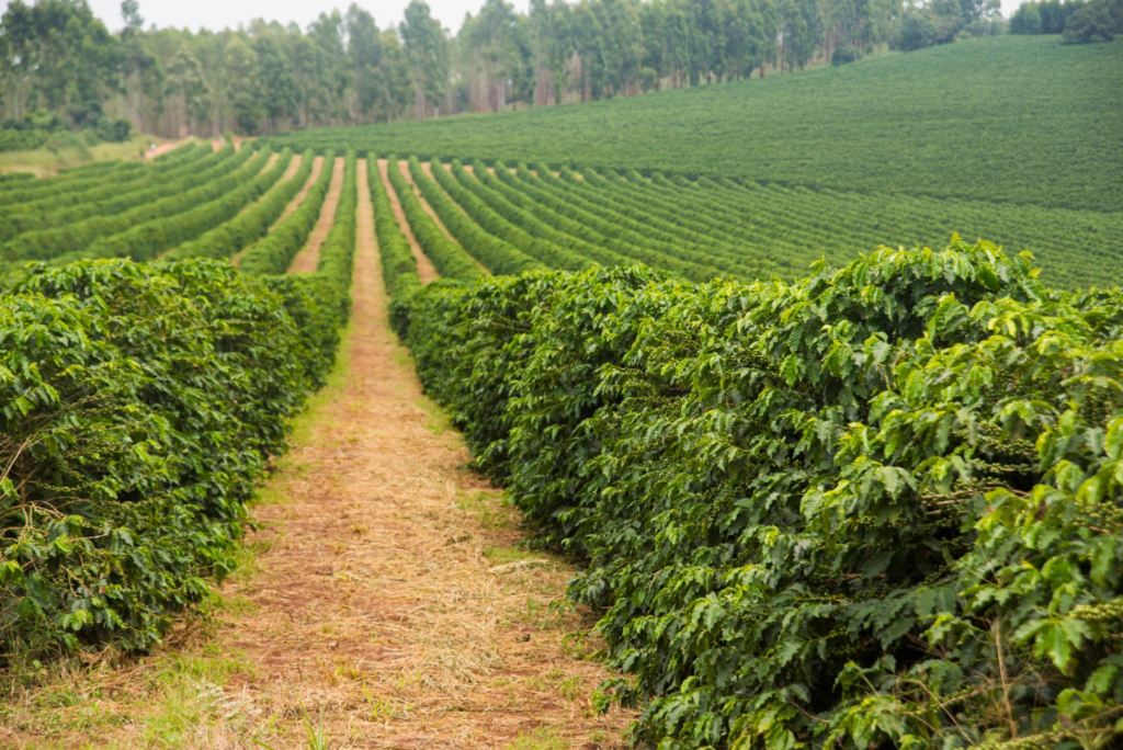 Coffee plantation in Minas Gerais-Brazil
