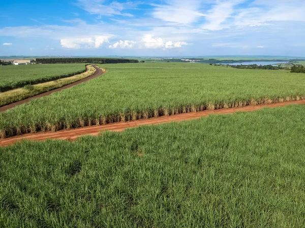 Green Sugar Cane Field Sao Paulo State Brazil 