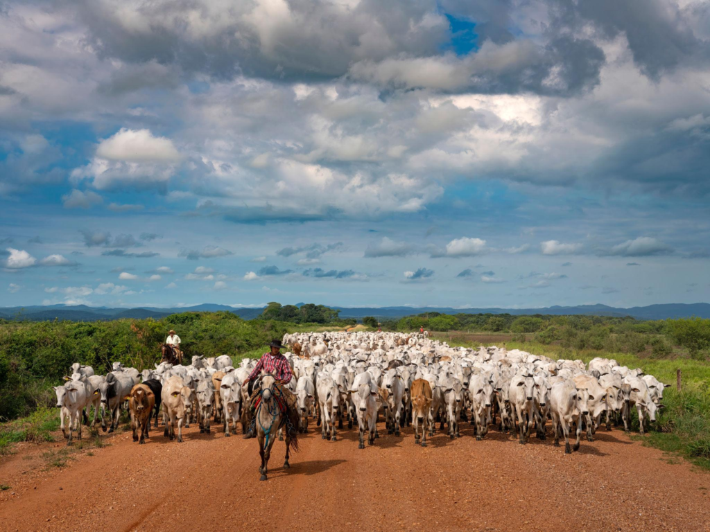 The Pantanal: Resilience And Recovery