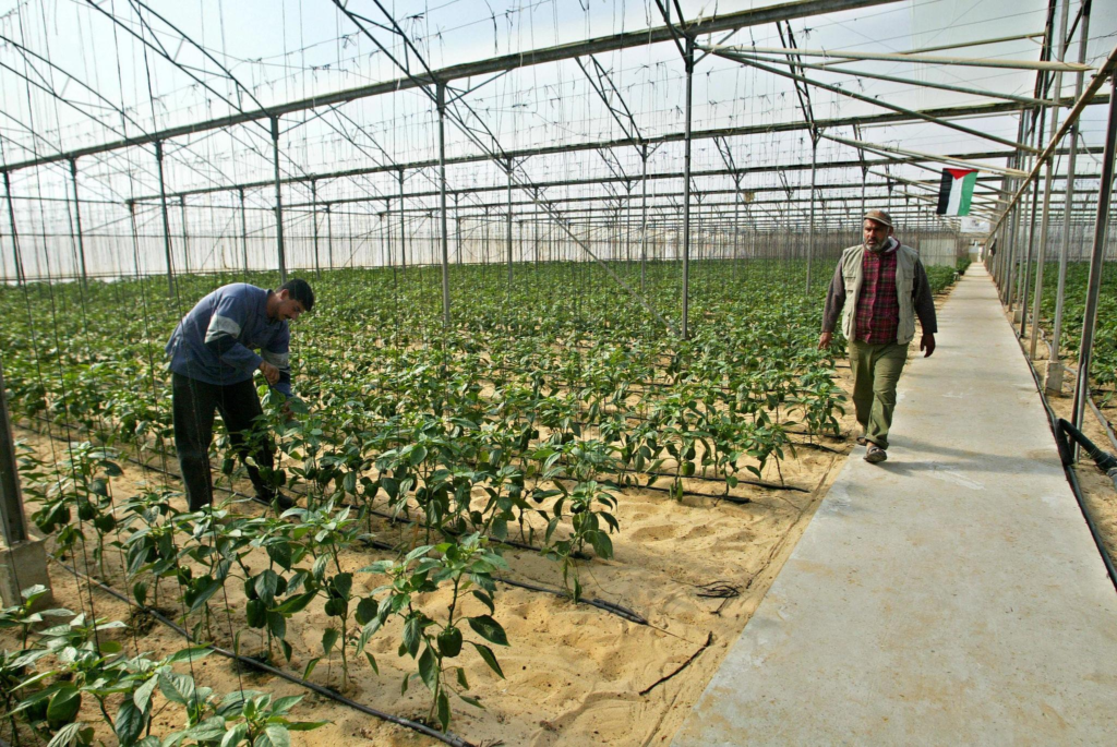 Palestinian farmers work at a greenhouse