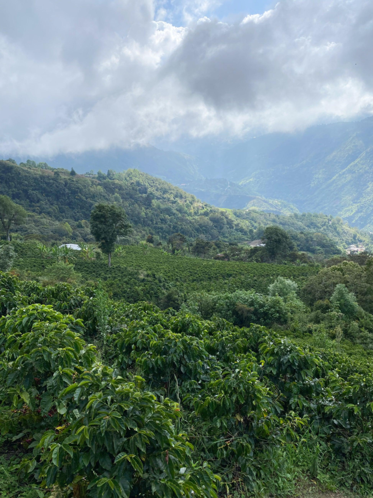 VENEZUELA ANAEROBIC HOHEY - LUMINOUS COFFEE