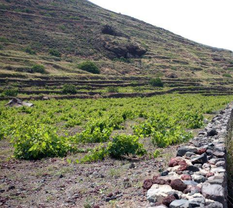 Sigalas Assyrtiko 2018 Santorini