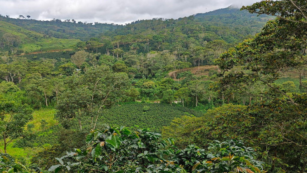 Unique Venezuelan Green Coffee: Direct from Lara to Europe.
