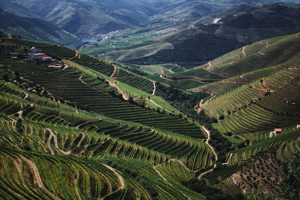 Green vineyard terraces on the hills of the Douro Valley, Portugal.