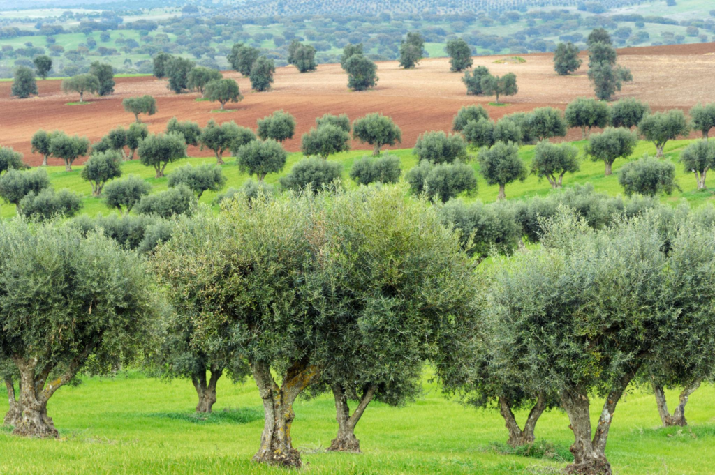 Grove of Olive Trees